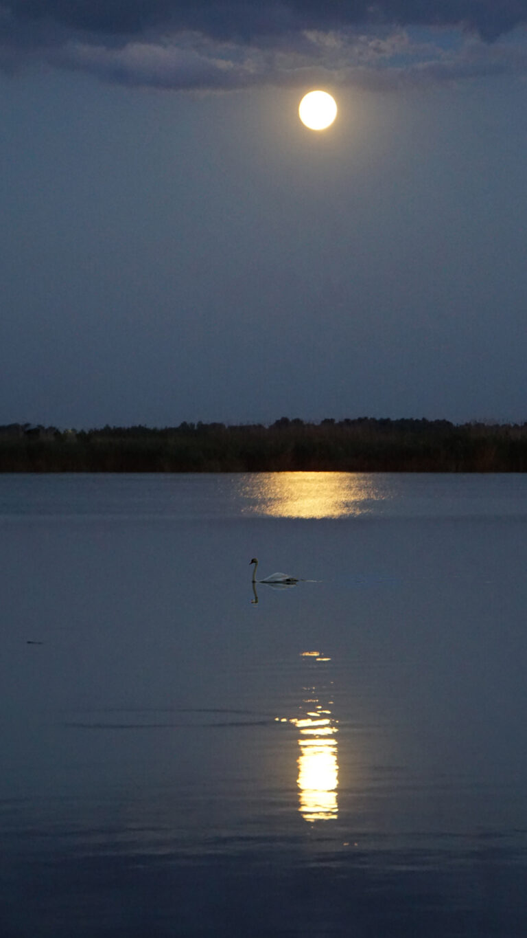 Mircea Albu - In-the-light-of-the-Moon